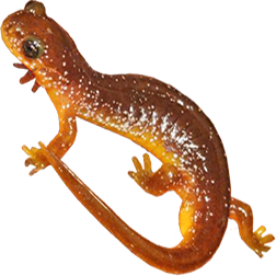  Torrent Salamanders